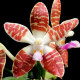 PHALAENOPSIS DOUBLE EAGLE SUMATRANA X CORNINGIANA