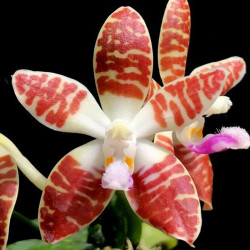 PHALAENOPSIS DOUBLE EAGLE