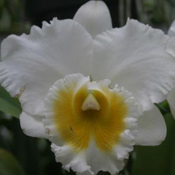 RHYNCHOLAELIOCATTLEYA BURDEKIN WONDER WHITE SNOW