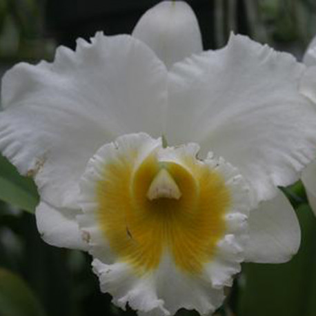 RHYNCHOLAELIOCATTLEYA BURDEKIN WONDER WHITE SNOW