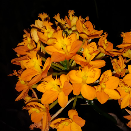 EPIDENDRUM BALLERINA ORANGE