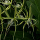 EPIDENDRUM CILIARE