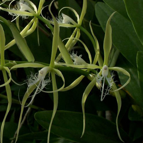 EPIDENDRUM CILIARE