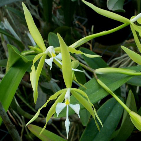 EPIDENDRUM CILIARE VAR. ORSTEDII