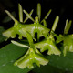 EPIDENDRUM DIFFORME