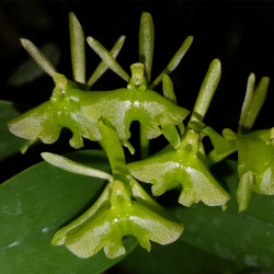 EPIDENDRUM DIFFORME