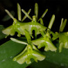 EPIDENDRUM DIFFORME