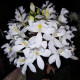 EPIDENDRUM HYBRID WHITE