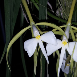 EPIDENDRUM PARKINSONIANUM