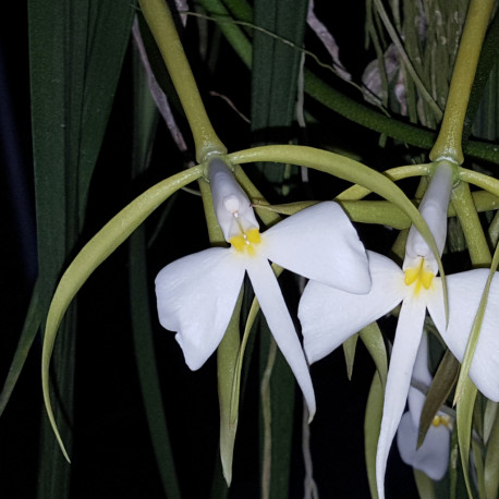 EPIDENDRUM PARKINSONIANUM