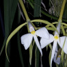 EPIDENDRUM PARKINSONIANUM