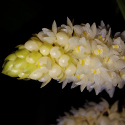 ERIA DENSA