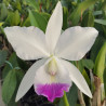 CATTLEYA NOBILIOR X CANDIDA