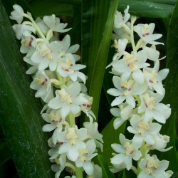 ERIA HYACINTHOIDES