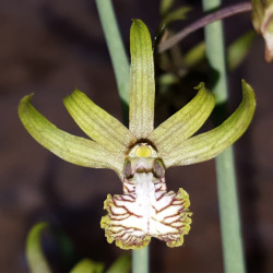 EULOPHIA ANDAMANENSE