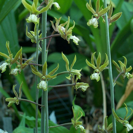 EULOPHIA KEITKII