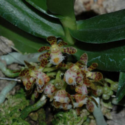 GASTROCHILUS CALCEOLARIS