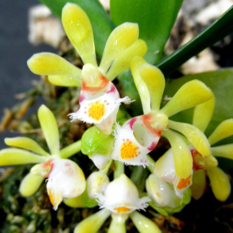GASTROCHILUS OBLINQUS