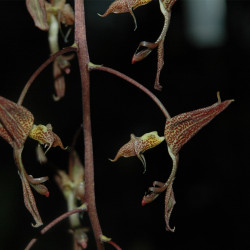 GONGORA GRATULABUNDA