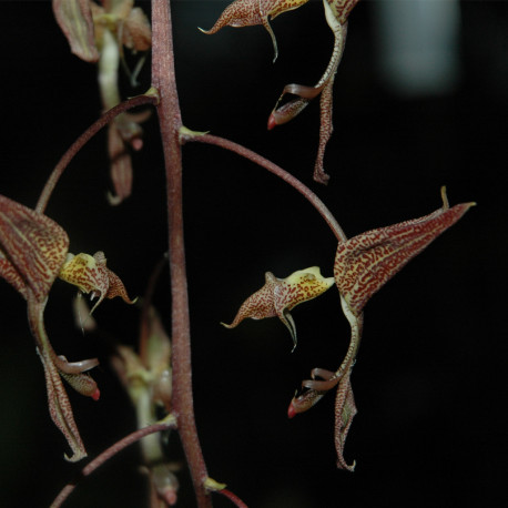 GONGORA GRATULABUNDA