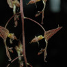 GONGORA GRATULABUNDA