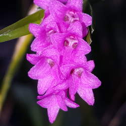 ISOCHILUS LINEARIS