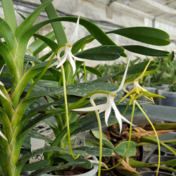 JUMELLEA ARBORESCENS