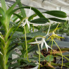 JUMELLEA ARBORESCENS
