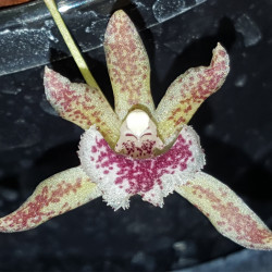 KEFERSTENIA PELLITA