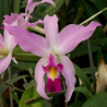 LAELIA ANCEPS