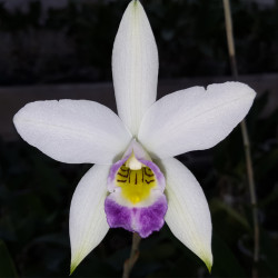 LAELIA ANCEPS VEITCHIANA
