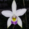 LAELIA ANCEPS VEITCHIANA