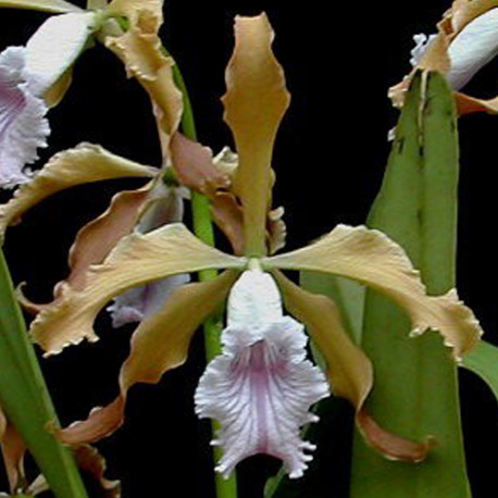 LAELIA GRANDIS