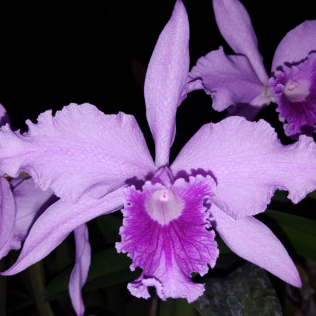 LAELIA LOBATA