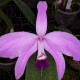 LAELIA PERRINII