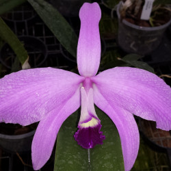 LAELIA PERRINII