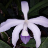 LAELIA PERRINII COERULEA