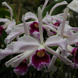 LAELIA PURPURATA
