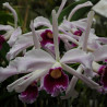 LAELIA PURPURATA