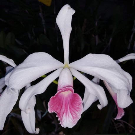 LAELIA PURPURATA CARNEA