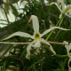 LAELIA SUPERBIENS ALBA