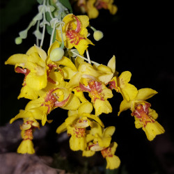 LOCKHARTIA LUNIFERA