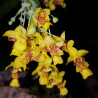 LOCKHARTIA LUNIFERA
