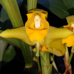 LYCASTE CONSOBRINA