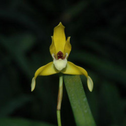 MAXILLARIA CHRYSANTHA