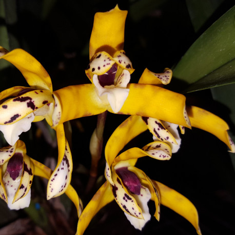 MAXILLARIA PICTA SELECT