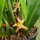 MAXILLARIA RUFESCENS