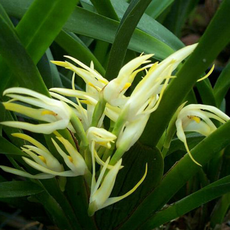 MAXILLARIA SP. ECUADOR