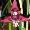 MAXILLARIA TENUIFOLIA