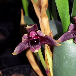 MAXILLARIA VARIABILIS RED